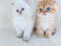 British longhair ve short kardeşler