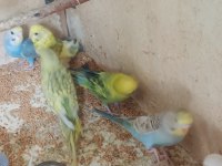 Yavru alıştırmalık muhabbet kuşları