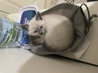 British shorthair sevimli bebekler