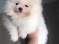 3 aylık dişi pomeranian boo orijinal boo