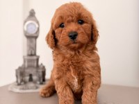 Toy poodle bebekler