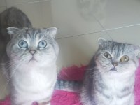 A kalite scottish fold çocuklar
