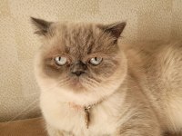 Sahiplendirme british shorthair blue point