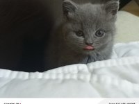 Safkan british shorthair yavru kedimiz