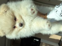 3 aylık ped eğitimli pomeranian boo