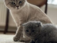 British longhair 2 aylık yavrumuz