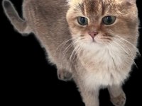 2 adet dişi ny 11 golden british shorthair
