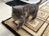 Yetişkin kısır dişi british longhair