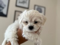 Ruhsatlı üretim çiftliğinden tea cup Maltese Terrier