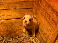 5 Aralık doğumlu Erkek Fransız bulldog teslime hazır