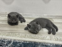 Sahiplendirme british shorthair