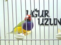 Türkiye şampiyonundan gouldian finch
