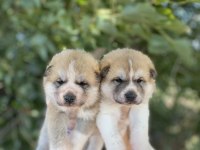 Japon Akita yavrularım