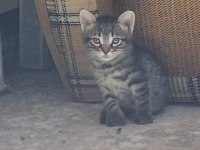 Erkek yavru kedimiz