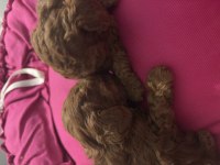 Kore poodle