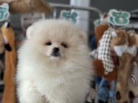 Show kalite tea cup pomeranian yavrularımız