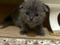 Safkan scottish fold yavrum yeni yuvasını arıyor