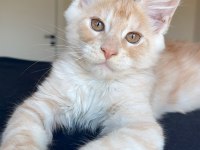 Türkiyenin her yerine teslim xxl maine coonlar