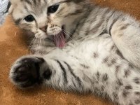 Sahibinden scottish fold