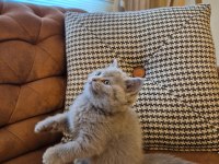Lilac Koca Kafalı British Shorthair