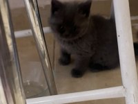 Safkan British Shorthair