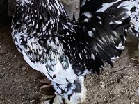 1+1 Karyağdı İspenç