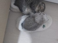 Scottish fold