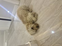 Orijinal Toy Poodle