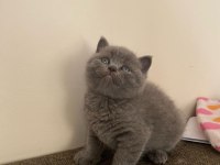 British Shorthair Scottish Fold