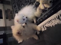 Köpeğimiz için whatsapp dan yazın