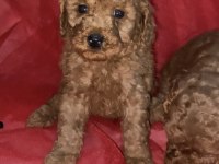 Sağlık Ve Irk Garantili Toy Poodle