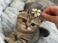 3 Minik Scottish Fold Yavrumu Sahiplendirmek İstiyorum