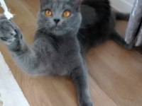 Orijinal british shorthair