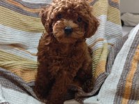 Toy poodle kore yavrumuz