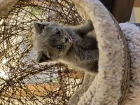 Koca Kafalı British Shorthair Yavrular