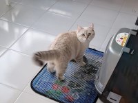 5 aylık british longhair
