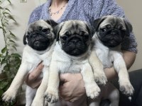 Pug Mops Bebekler