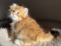 Golden Ny11 Pofuduk Ayıcık British Longhair