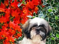 mini shih-tzu yavrularımız