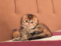 Erkek sıfır kulak üst kaliteli scottish fold