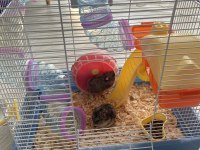 7 aylık gonzales anne baba ve 4 yavru hamster