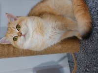Kaliteli golden ny 12 dişi british shorthair
