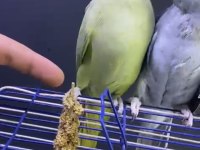 Çift pakistan papağanı