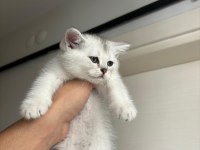 2 aylık erkek british shorthair yavrular