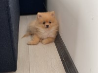 Pomeranian boo 3 aylık