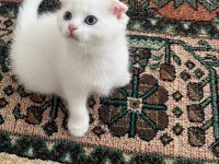 SCOTTİSH FOLD PAŞAM HAZIR