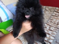Üst Düzey Orijinal Pomeranian Boo