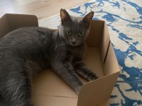 İzmir ücretsiz orijinal russian blue