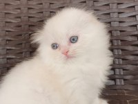Ev ortamında büyüyen scottish fold