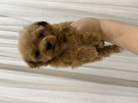 Kore Kan Teacup Maltipoo 